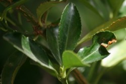 Vignette de Eloge de l'imperfection