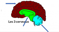 Vignette de Identifier les 3 soifs psychologiques de base et leur relation avec les 3 cerveaux